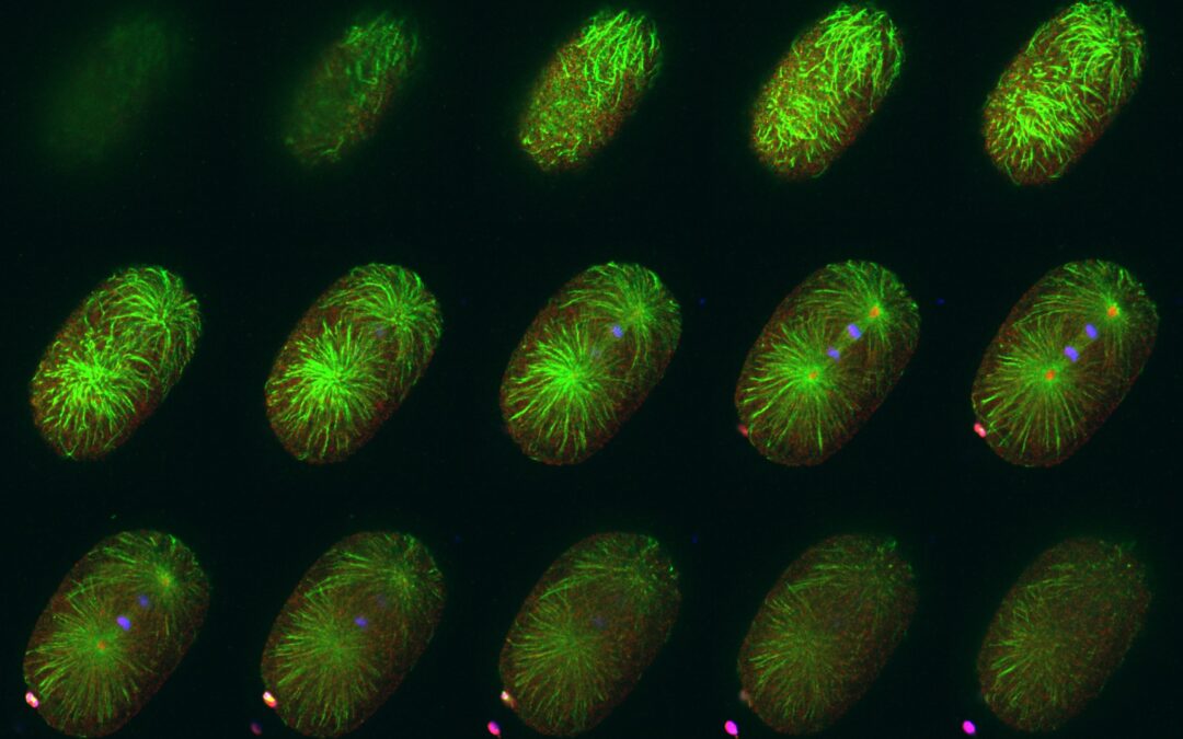 [Visite insolite du CNRS] Observation de la division cellulaire : un voyage fascinant dans le processus de développement