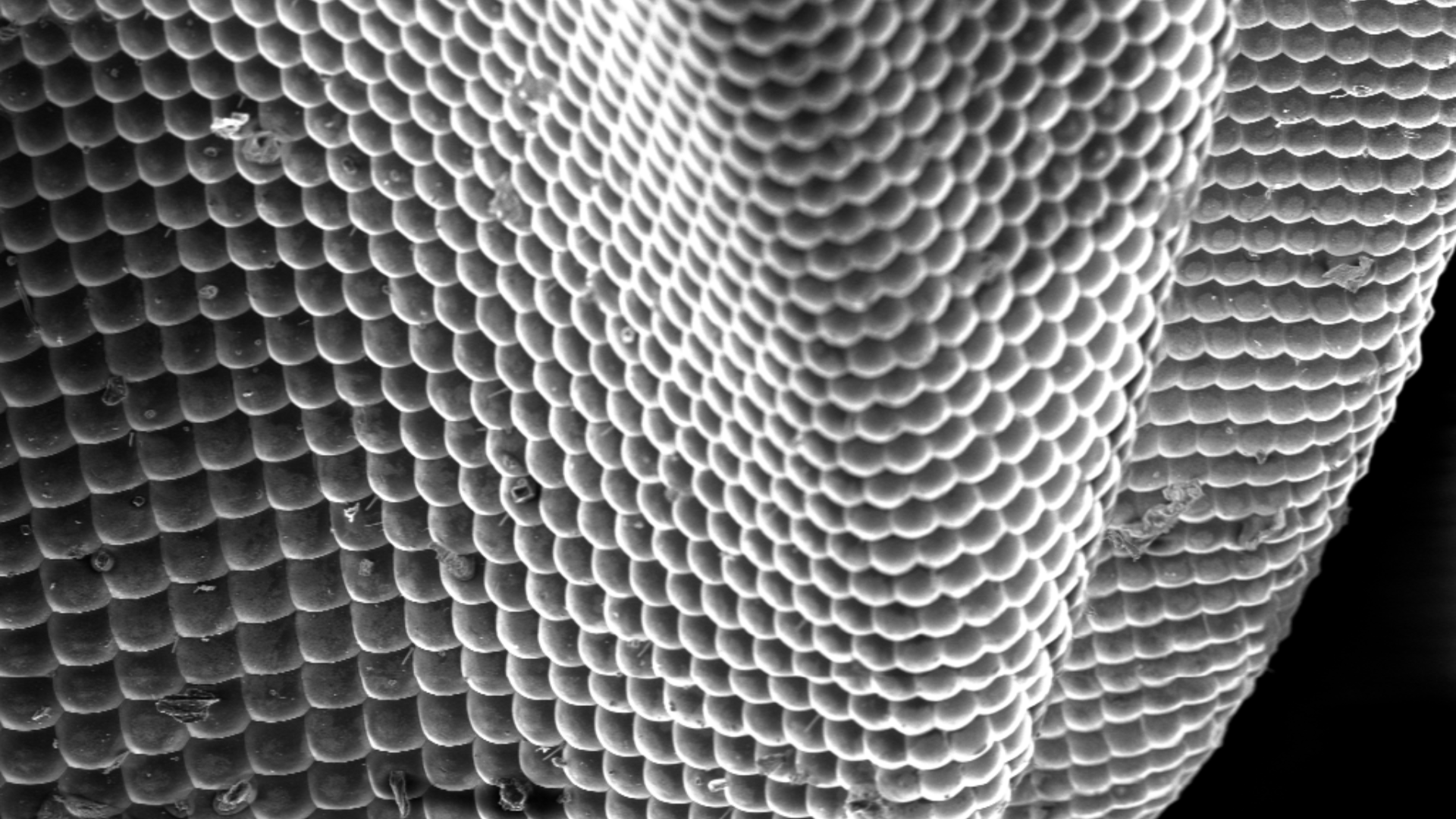 ITODYS-Infiniment-petit-oeil-d_un-insecte-credits-Sarra-Gam-Derouich-
